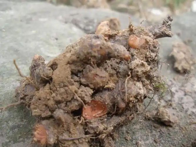 一味中药治疗跌打损伤率试率验可惜不知道是什么名字