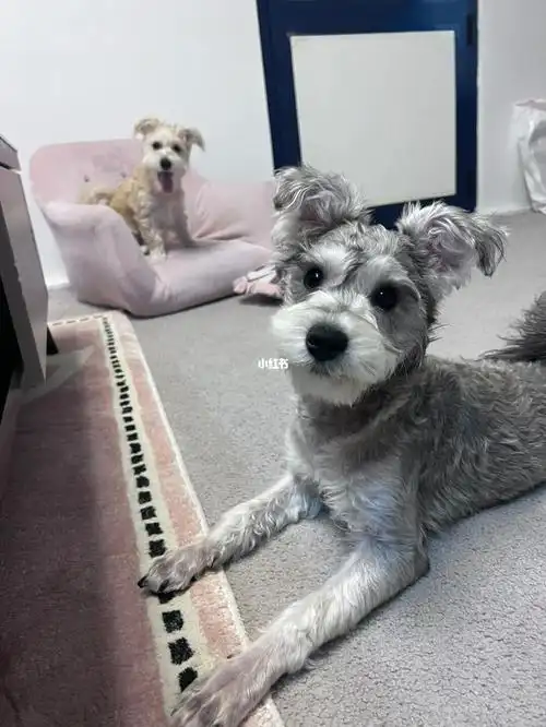 比熊雪纳瑞串串