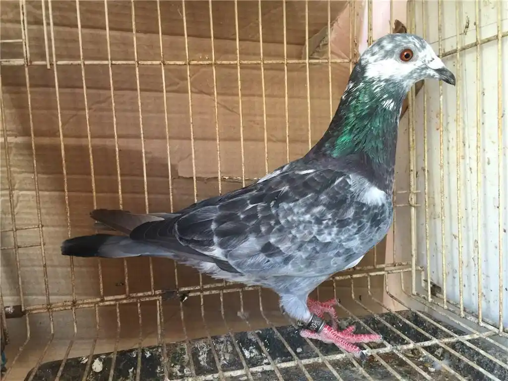 哪一些做法获得麒麟花羽色的鸽子?