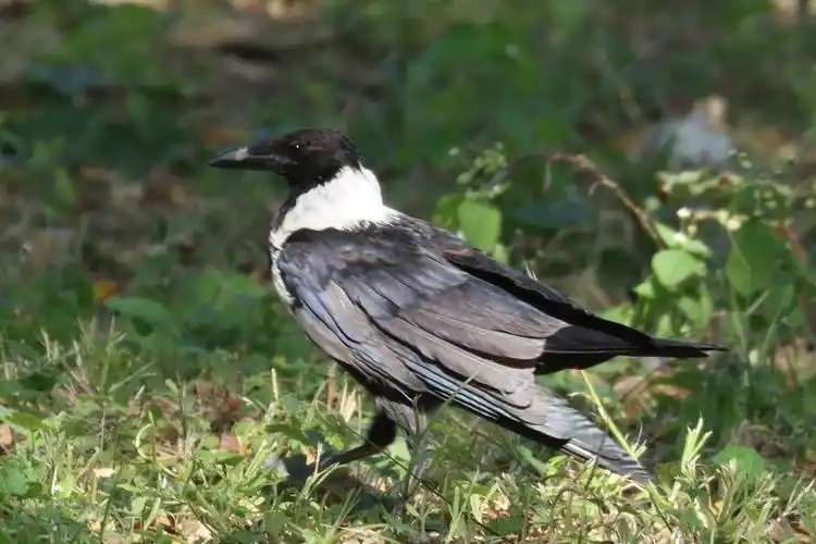 白颈鸦