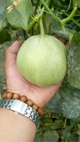 翠玉甜瓜
