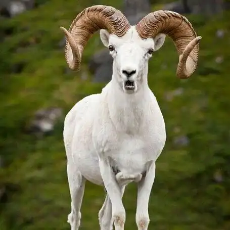 关注草原大公羊6月24日 15:58来自huawei p30昨晚