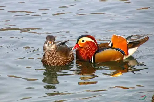 一对鸳鸯小情侣
