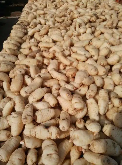 天麻 近野生天麻超特级10支 产地 陕西省汉中市宁强县