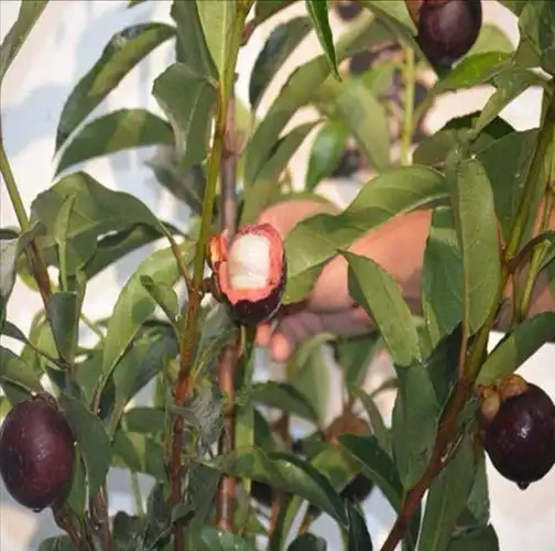 山竹树苗图片(山竹幼苗长什么样子)