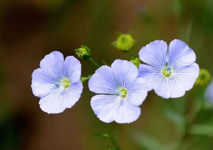 亚麻籽花