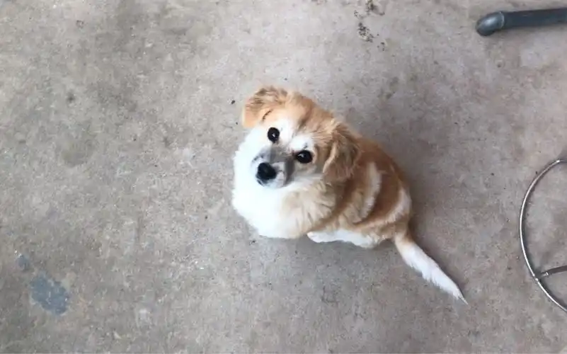 狗子,貌似你是柯基跟拉布拉多的串儿,问题是谁是你娘呢?