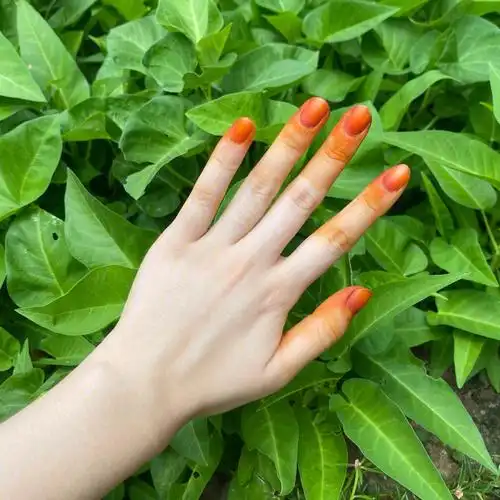 古法凤仙花染指甲9799