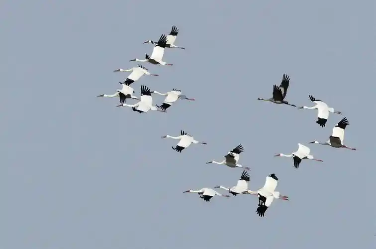 2018年10月4日四只丹顶鹤悄悄的来到保护区,它们在此停留,觅食,直到10