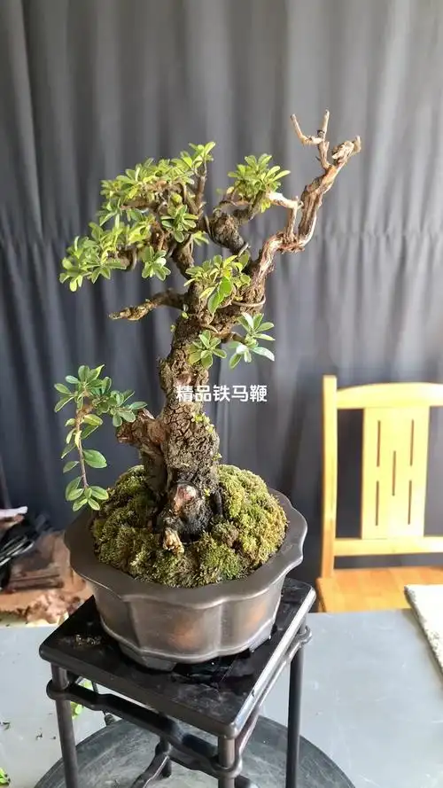 精品铁马鞭喜欢分享转发