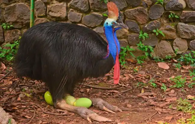 研究:凶猛食火鸡史前曾是家禽_未解之谜网