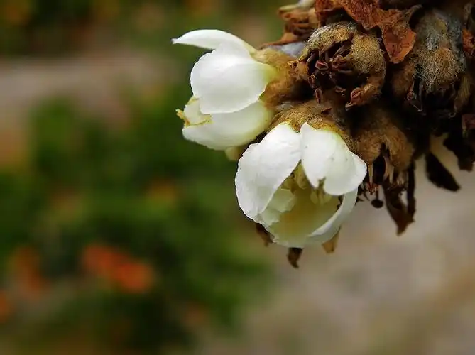 67枇杷花开如雪白,十二首枇杷花的诗词,开在冬天的枇杷花_花下_洪咨