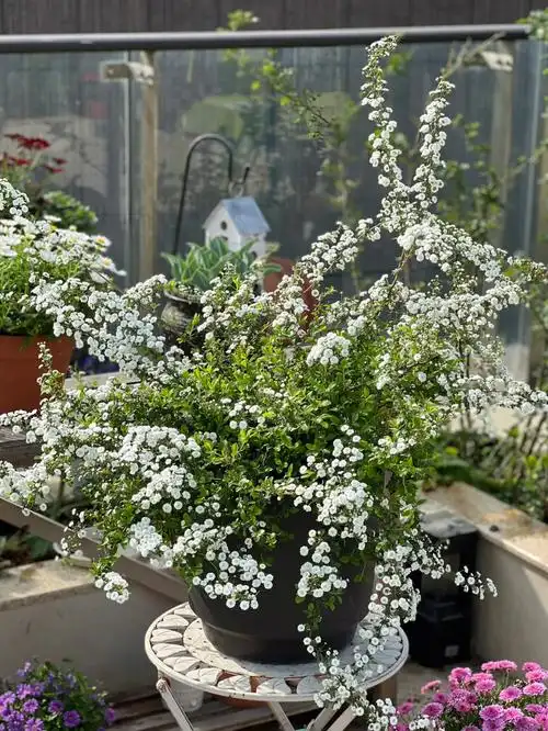 3月份是喷雪花的花期,花朵不大但是花量多,开起来整个枝条全是花朵,开