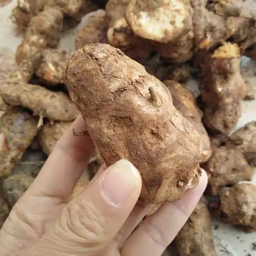 茯苓包邮新鲜野生广东农家特级中药材现挖2件茯苓