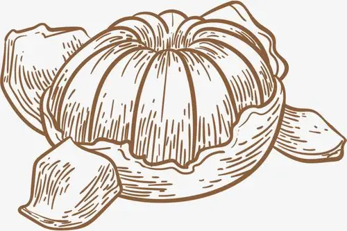 薄皮薄皮卡通矢量手绘橘子