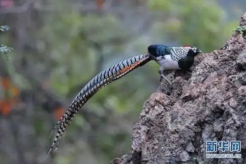 多样云南|怒江州境内国家重点保护野生动植物保护率达到100%