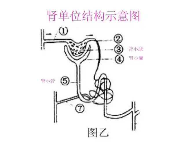 2014年临沂市八年级生物模拟考试一讲评课答案ppt 肾单位结构示意图