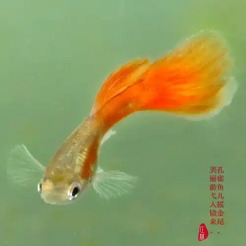 孔雀鱼儿摇金尾,美丽游弋入镜来