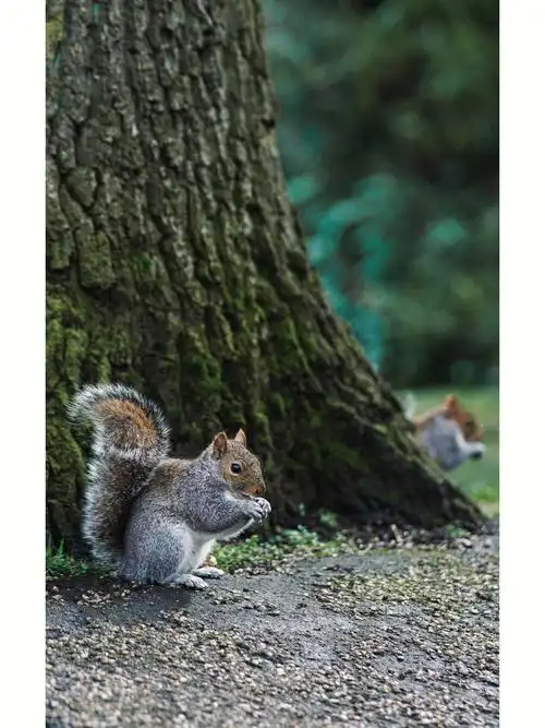 谢菲尔德和小松鼠的春天约会摄影