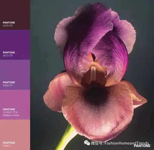 最新流行的大红大紫也能让空间温婉宜人fashion色彩