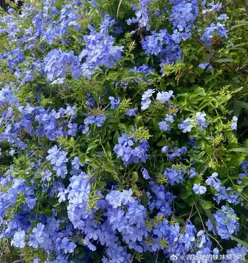 好喜欢好喜欢这种蓝色小花啊