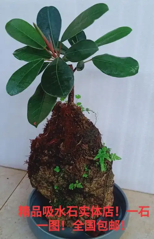 吸水石盆景植物优惠券