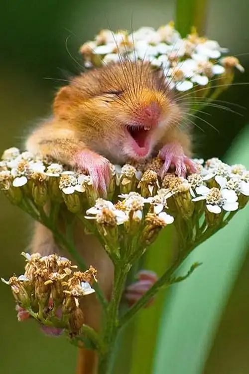 动物的笑容是怎样?