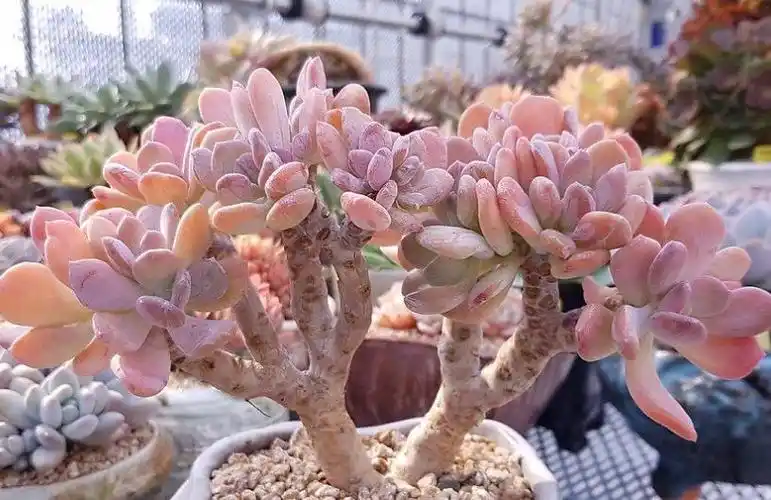 你以为灰姑娘只存在于童话里大错特错多肉植物中也有灰姑娘