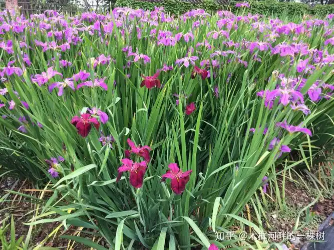 花境植物四季表现---西伯利亚鸢尾 - 知乎