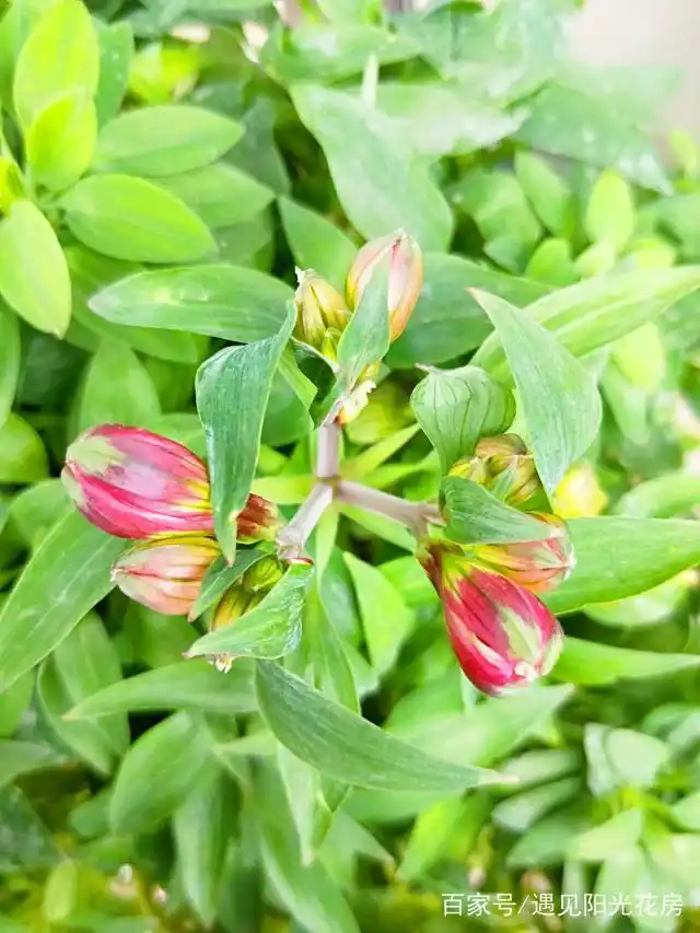 "六出花"长成"绿团子",花开粉嫩亮眼春天!