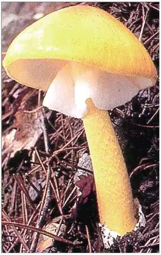 黄盖鹅膏,有毒.