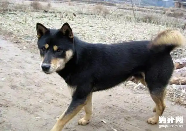 中国田园犬之四眼狗_土狗新闻_狗扑中华田园犬网