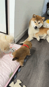 搞笑gif图:我今晚学哪一门外语呢?