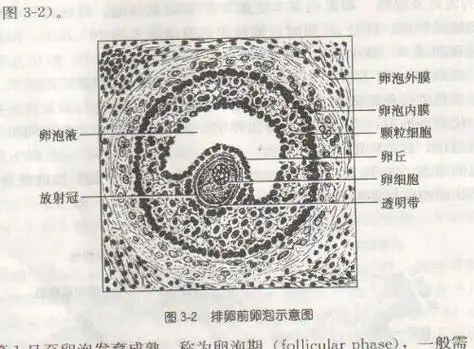 卵泡是什么,与卵巢卵细胞有什么区别?