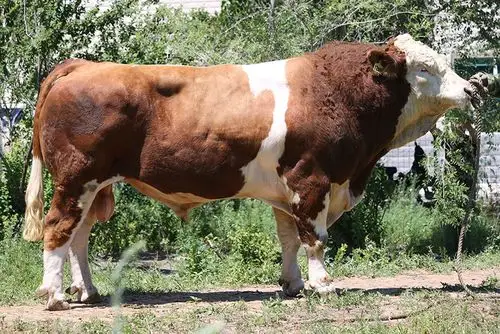 吉林省德信生物工程有限公司-首页