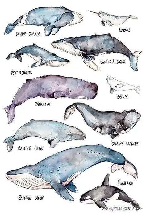 鲸鱼种类大全及介绍一共有多少种种类
