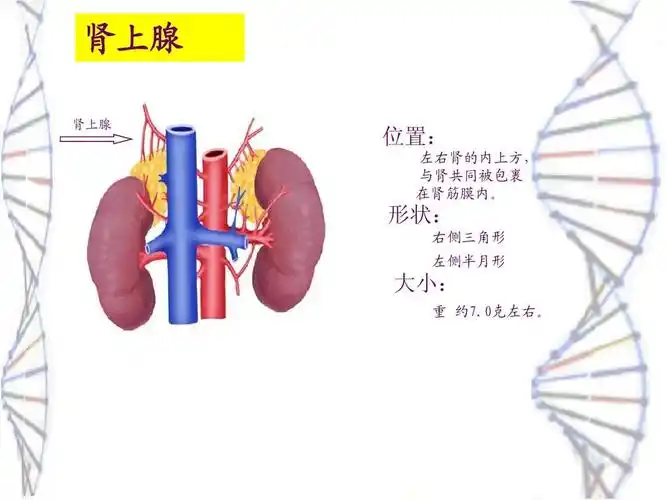 肾上腺素的功效与作用肾上腺素最常见的副作用有哪些