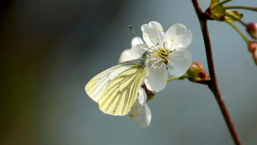 壁纸 白樱花和蝴蝶