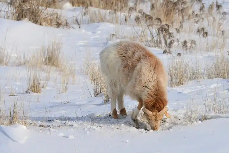 阿勒泰大尾羊拔开积雪啃食牧草