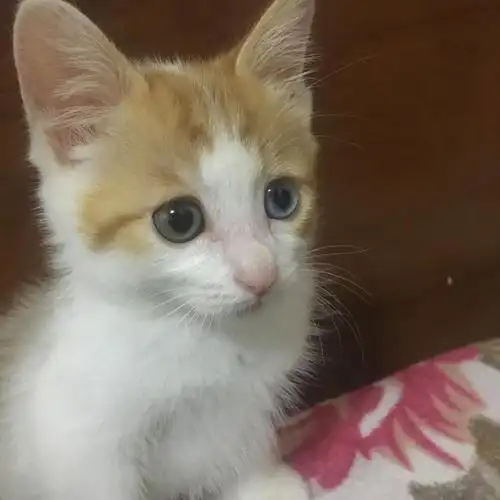 【求助】猫咪鼻子发白咋回事