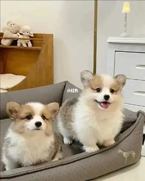 柯基幼犬 领养价出了 找新家 喜欢的联系哦