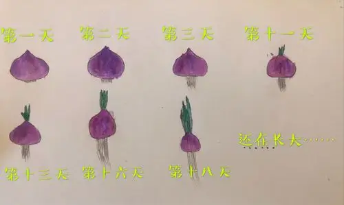 其它 洋葱宝宝成长记 写美篇下图就是我的观察记录单啦!