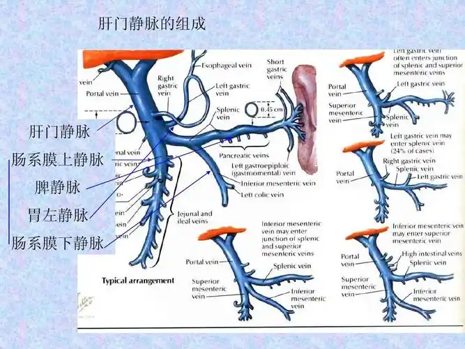肝门静脉的组成 肝门静脉 肠系膜上静脉 脾静脉 胃左静脉 肠系膜下