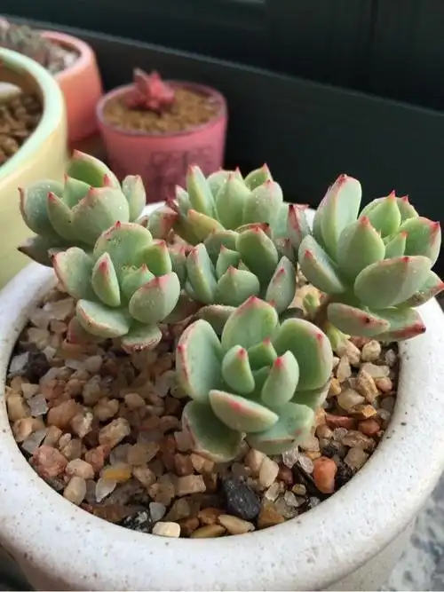 多肉植物图鉴之砂糖