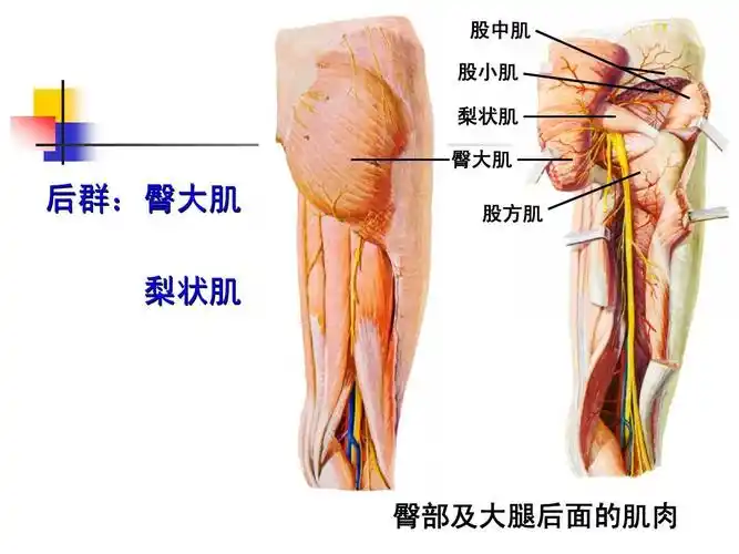 臀部及大腿后面的肌肉股方肌后群:臀大肌梨状肌股中肌股小肌梨状肌臀