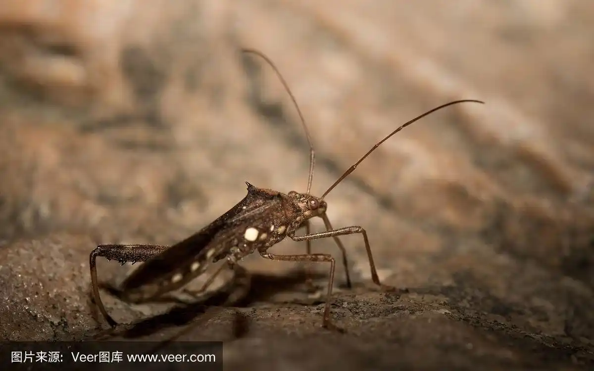 棕色的甲虫.