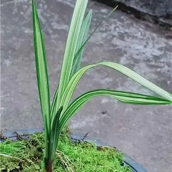 自然养殖的春剑名品《孔雀》健康全新苗! - 中国兰花交易网