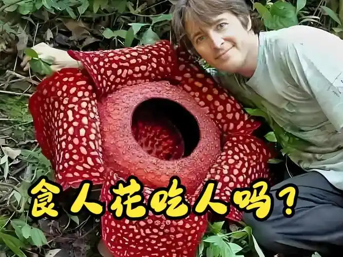 食人花是一种神秘的植物,它会吃人吗?