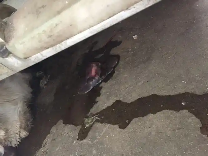 我家狗狗是不是流产了?她生了两个小狗还没发育完全就生出来了.