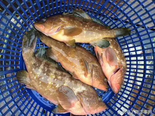 市面常见石斑鱼种类及价格大科普